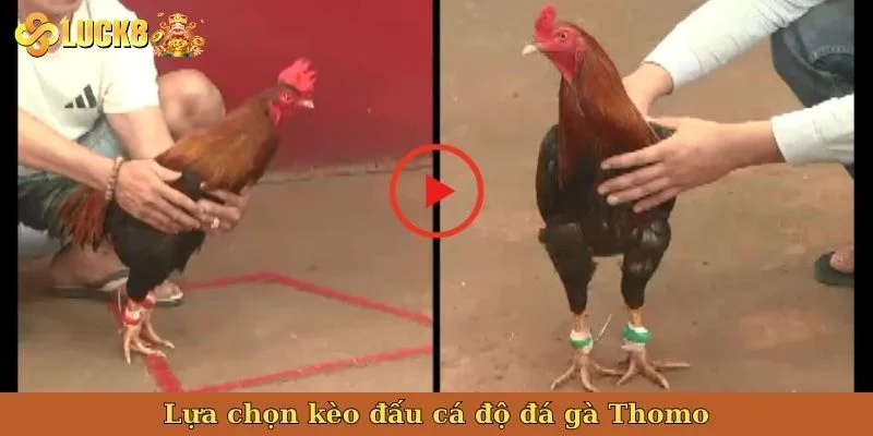 lua-chon-keo-dau-ca-do-da-ga-thomo
